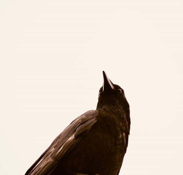 Enterprise Intelligence & Commercial Impact Study on 210302111, 400647837, 1274020500, 984242491, 21496599, 672864280